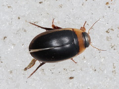 Hydaticus aruspex