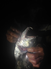 Hydrolycus