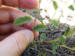 Chamaecrista calycioides