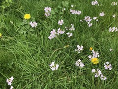 Cardamine pratensis