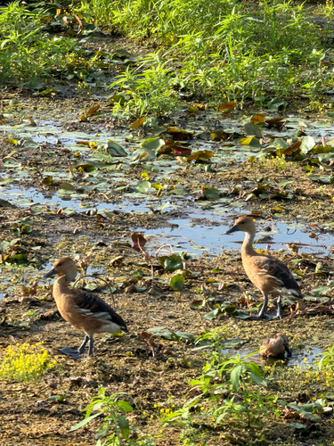 iNaturalist image