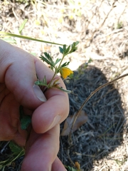 Chamaecrista calycioides