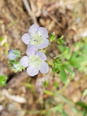 Phacelia dubia