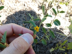 Chamaecrista calycioides