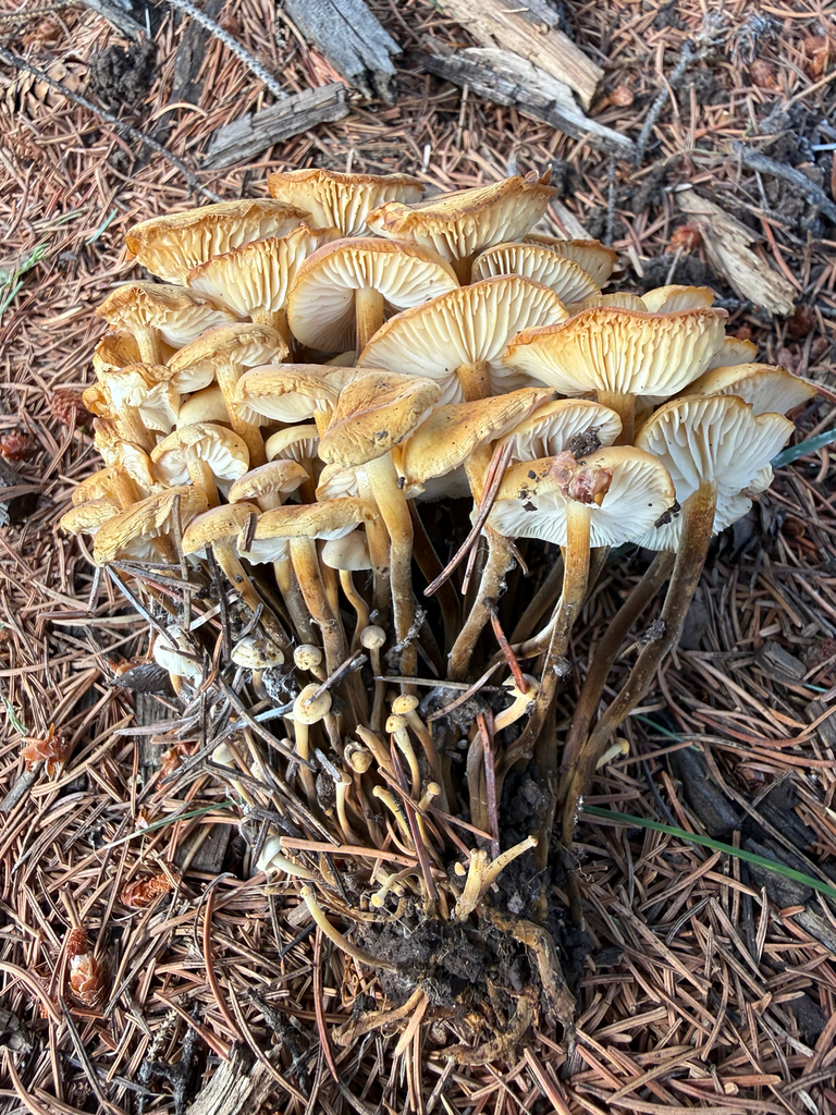 Flammulina populicola · July 2026 · photo: Photo: (c) Michael Tidwell, some rights reserved (CC BY) · iNaturalist