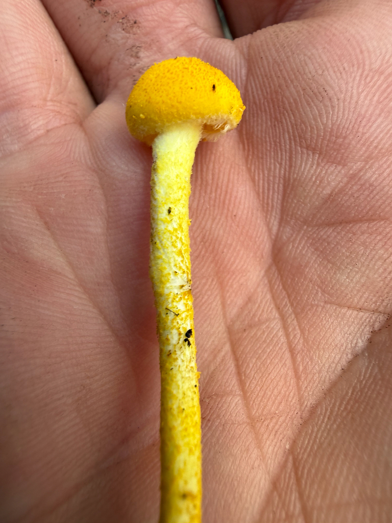 golden coincap · July 2026 · photo: Photo: (c) Michael Tidwell, some rights reserved (CC BY) · iNaturalist