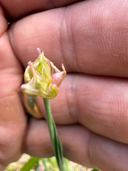 Allium geyeri, photograph (c) Michael Tidwell, some rights reserved (CC BY)