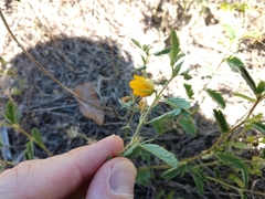 Chamaecrista calycioides