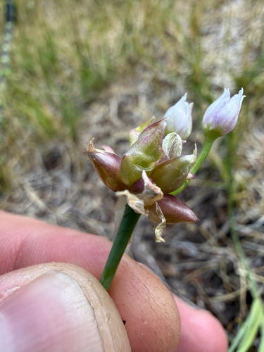 Allium geyeri, photograph 3