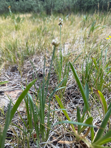 Allium geyeri, photograph 4