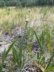 Allium geyeri, photograph (c) Michael Tidwell, some rights reserved (CC BY)