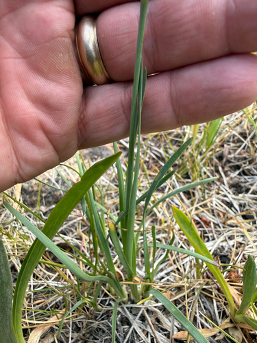 Allium geyeri, photograph 5