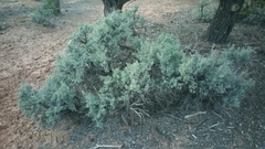 Artemisia tridentata tridentata