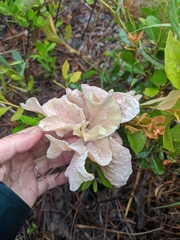 Exobasidium ferrugineae