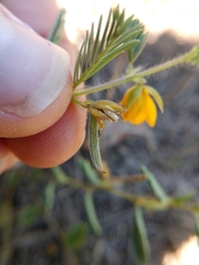 Chamaecrista calycioides