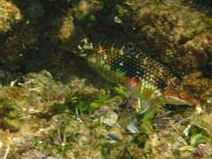 Halichoeres margaritaceus