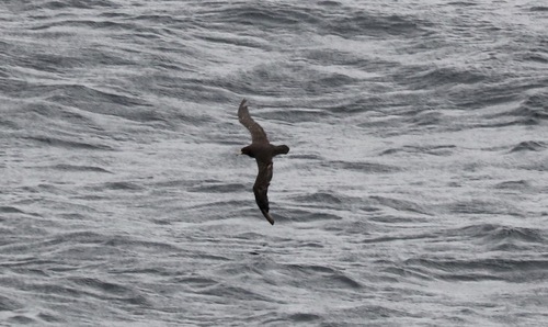 iNaturalist image