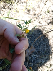Chamaecrista calycioides