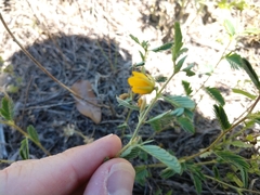 Chamaecrista calycioides