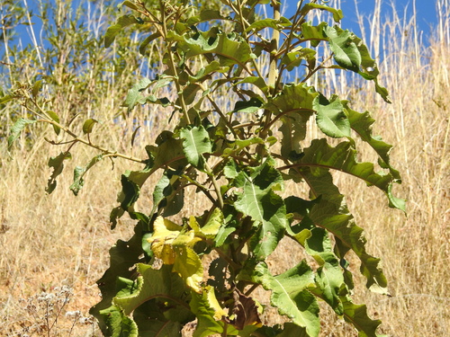 Gymnanthemum myrianthum, 2026-06-20