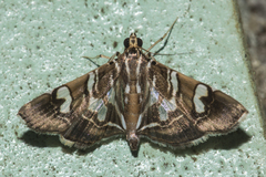 Chabula telphusalis