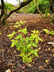 Searsia chirindensis