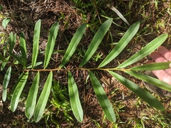 Asimina angustifolia