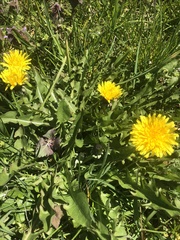 Taraxacum officinale
