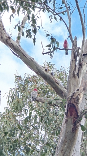 Galah