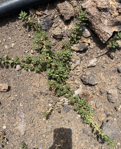 Dysphania carinata, photograph 3