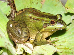Leptodactylus viridis