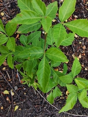 Searsia chirindensis