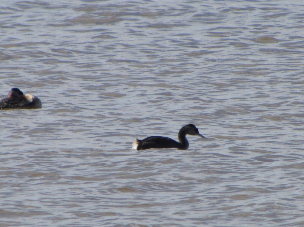 Podiceps major major