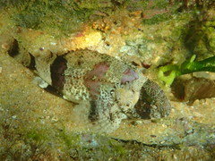 Centropogon australis