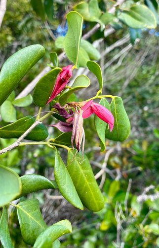 Arthroclianthus observed 2026-07-12