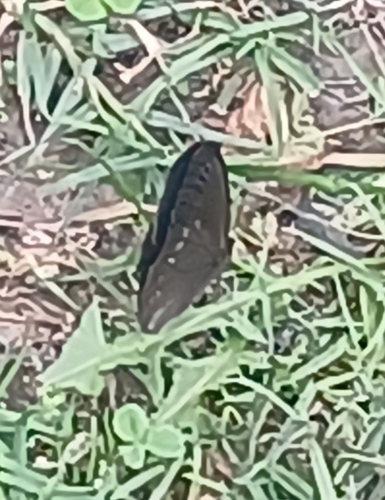 common argus