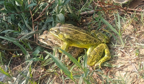 Indus Valley Bullfrog