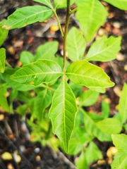 Searsia chirindensis