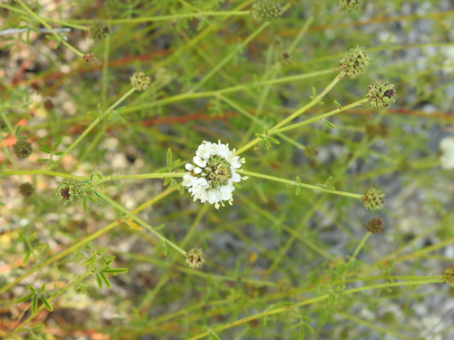 Dalea multiflora, photograph 4