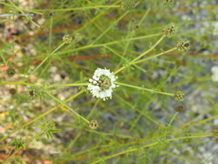 Dalea multiflora, photograph (c) saltyhiker, some rights reserved (CC BY)