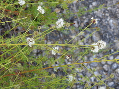 Dalea multiflora, photograph (c) saltyhiker, some rights reserved (CC BY)