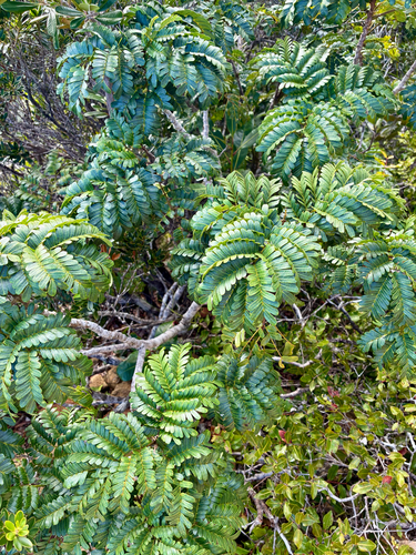 Serianthes observed 2026-07-12