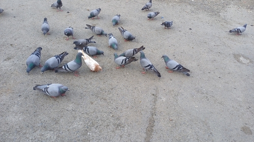 Feral Pigeon