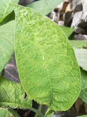 Brugmansia versicolor