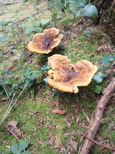 European Dyer's Polypore