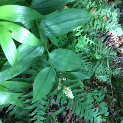 Maianthemum