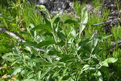Salix alaxensis, photograph (c) Syd Cannings, some rights reserved (CC BY)