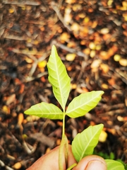 Searsia chirindensis