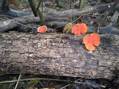 Trametes sanguinea