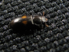 Tenebroides bimaculatus